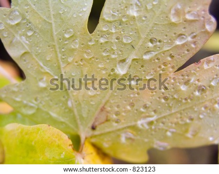 Fall Box Elder Leaf