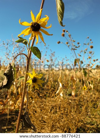 Sunflower in Fall Field