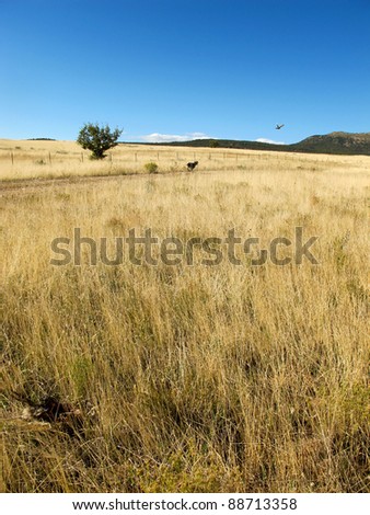 Hunting Dog in the Field
