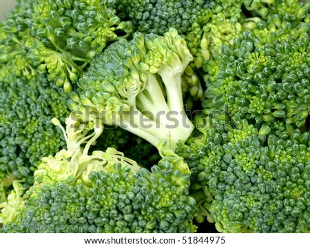 Broccoli Cat
