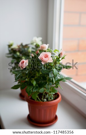 Rose plant in a flower pot
