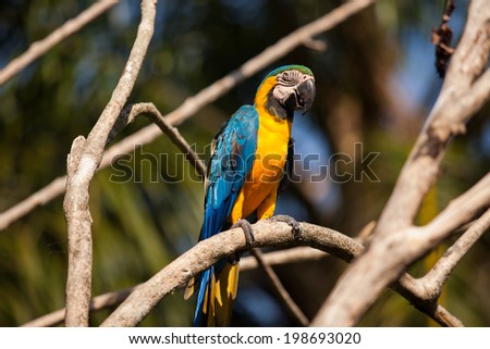 Blue and Yellow Macaw (Ara ararauna), also known as the Blue-and-gold Macaw