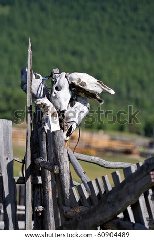 Small cattle skulls at wooden fence