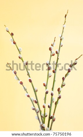 stock photo Beautiful pussy willow flowers branches Save to a lightbox 