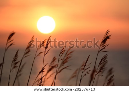 Grass straw backlit of a sunset in the background