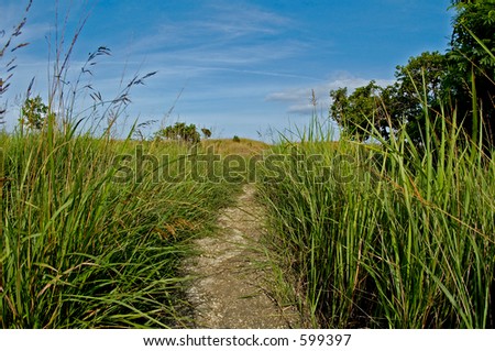 Small road whit long grass on the side