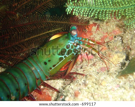 Peacock Mantis shrimp, Odontodactylus scyllarus on a reef in the Philippines