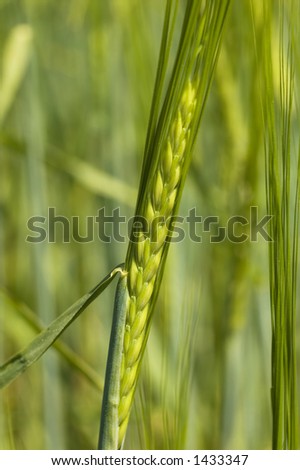 rye corn