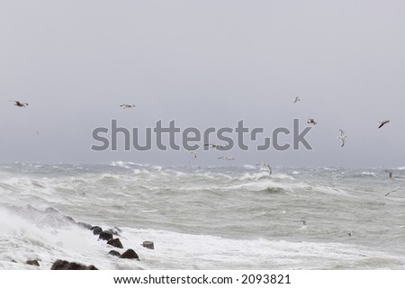 Seagulls fighting in the storm winds over the Baltic sea