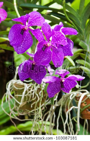 Blossoming flower exotic orchid Vanda in the Thai garden  in a summer season