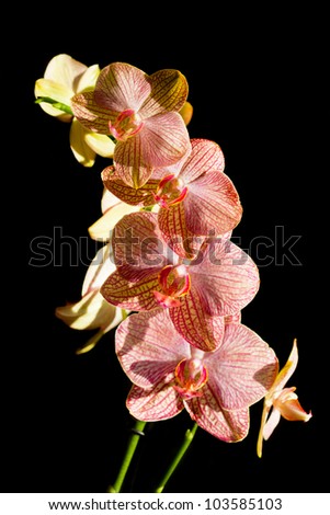 Blossoming flower exotic orchid on black background