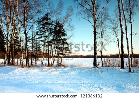 Winter evening  in forest in cold evening