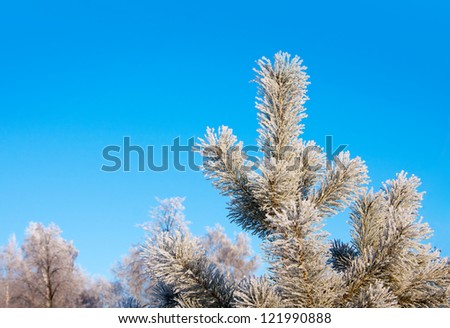 Winter landscape with  fir tree in sunny cold day