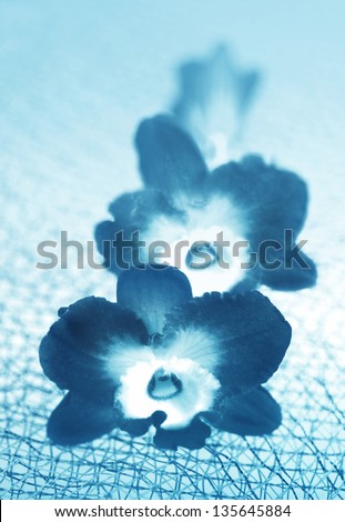 Blossoming flower exotic orchid on a background