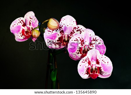 Blossoming flower exotic orchid Phalaenopsis on a background