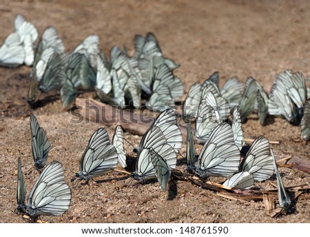 Summer nature, animate butterflies on the ground