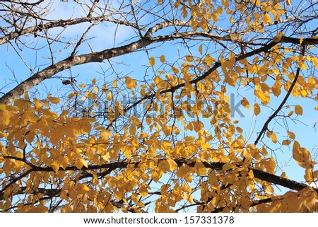 Autumnal scene - fall trees and blue skies