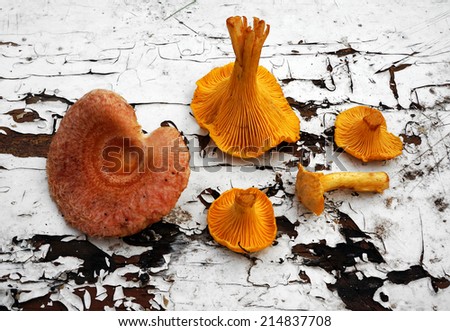 Mushroom in forest, harvest in autumn season