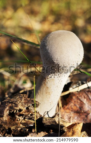 Mushroom Lycoperdon perlatum in forest, harvest