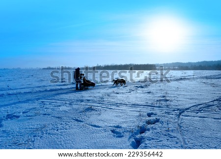 Winter nature,  Races on the dog teams in the north