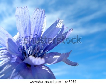 Blue flowers and sky