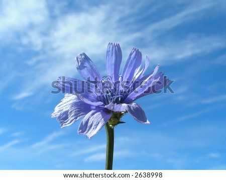 Blue flower & blue sky