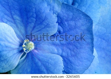 Blue flower. Background for card