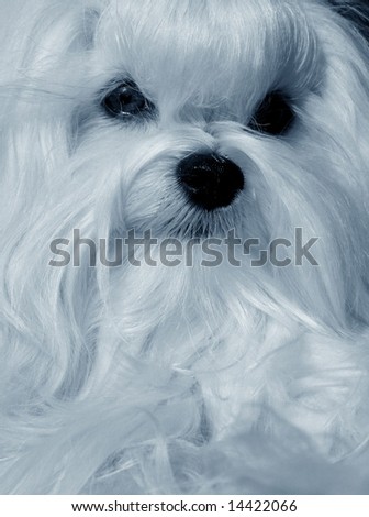 The Maltese lap dog.  Photo in blue color