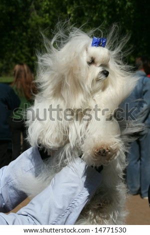 The Maltese lap dog. Exhibition of thoroughbred dogs in June, 2008, Russia.