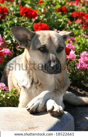 Dog in flowers