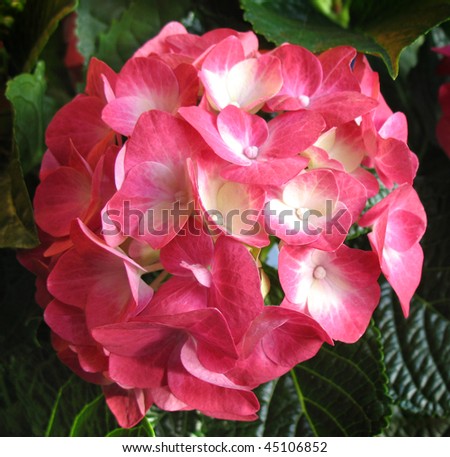Flower Hydrangea close-up in garden