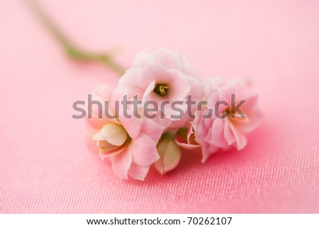 Fine flowers roses on soft pink silk background, soft focus