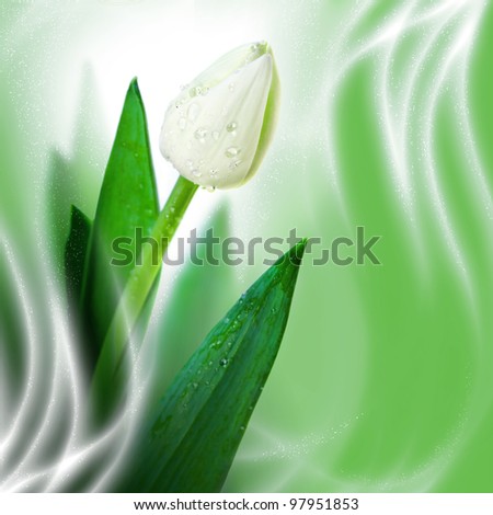 Blossoming beautiful white flower tulip with water drops