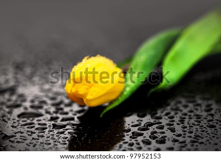 Blossoming beautiful  flower tulip with water drops on black background