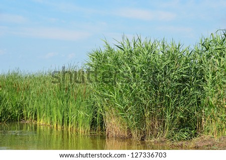 Reed (Scirpus gen.) spinney in river, Belgorod-Dnestrovsky, Ukraine