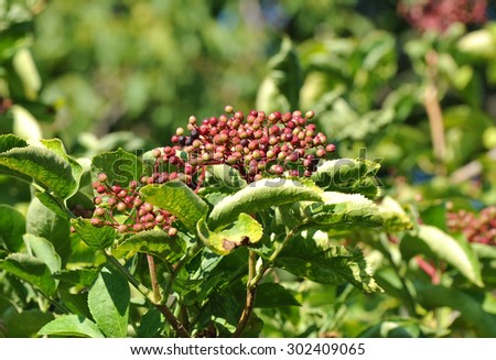 Elderberry on branch against the green leaves