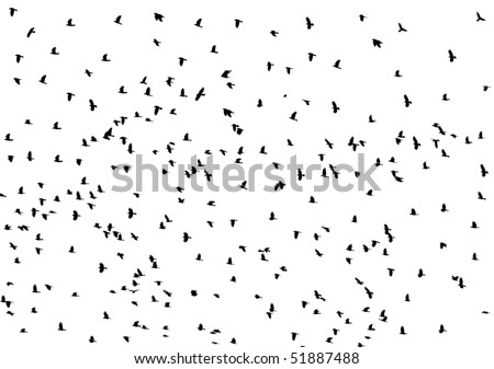 Black raven (crow) fly on sky background