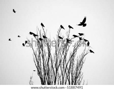 Black raven (crow) on the tree branch