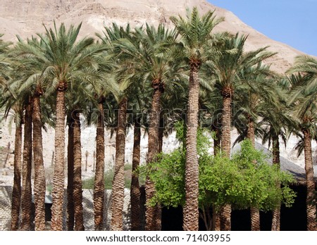 Palm tree and mountain in Jerusalem, Israel