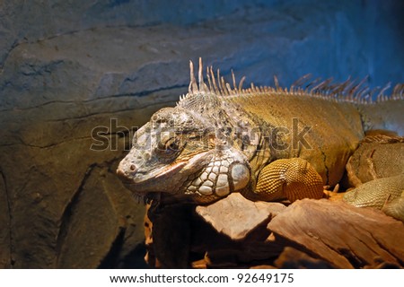 Green iguana - lizard native to tropical areas of South America and the Caribbean