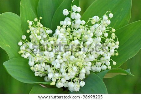 Lily of the valley (convallaria majalis) bouquet