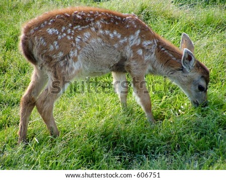 Deers Eating Grass