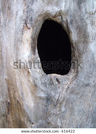 hole in tree trunk