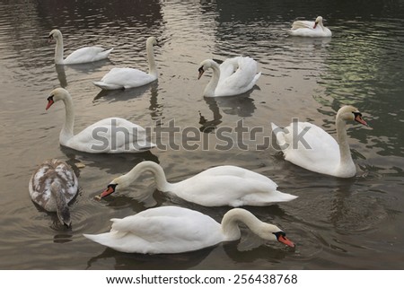 Family of swans swimming in a river