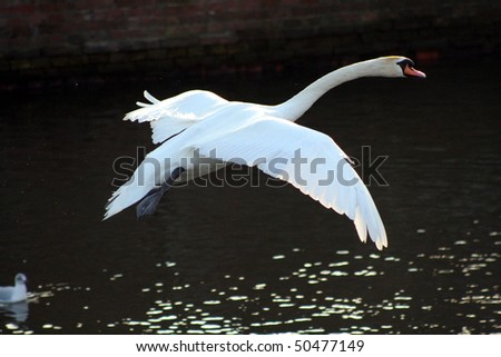 Flying swan in a city