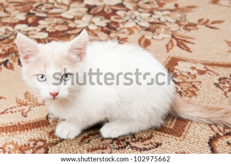 funny little white kitten with blue eyes