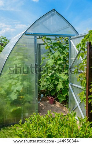 the arch of the greenhouse tomato seedlings in early spring