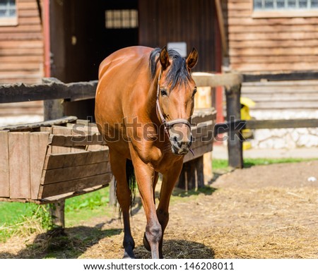 Brown horse on a farm on a sunny day walking