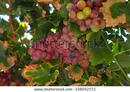 bunch of colorful grapes hanging on the vine Green