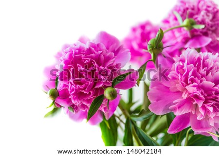 bouquet of peony flowers on a white background